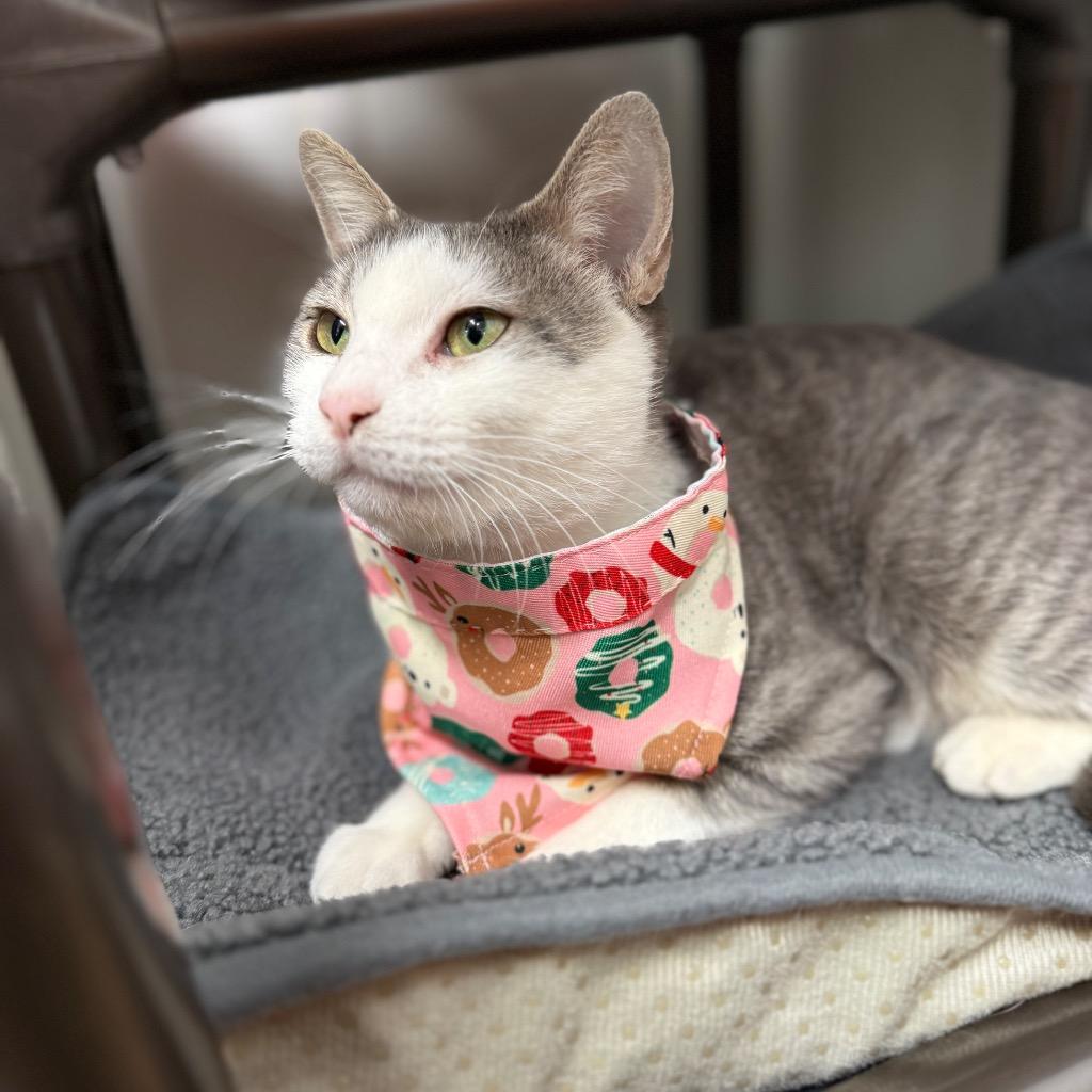 Enlarge Willow, a Adoptable mixed breed in Corpus Christi, TX image 2/2