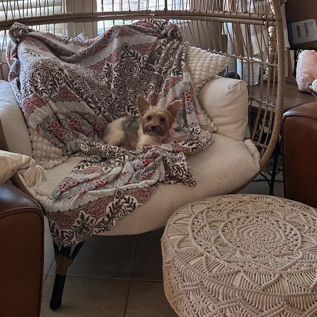 Enlarge Margaret, a Adoptable Yorkshire Terrier in Rancho Santa Fe, CA image 5/5