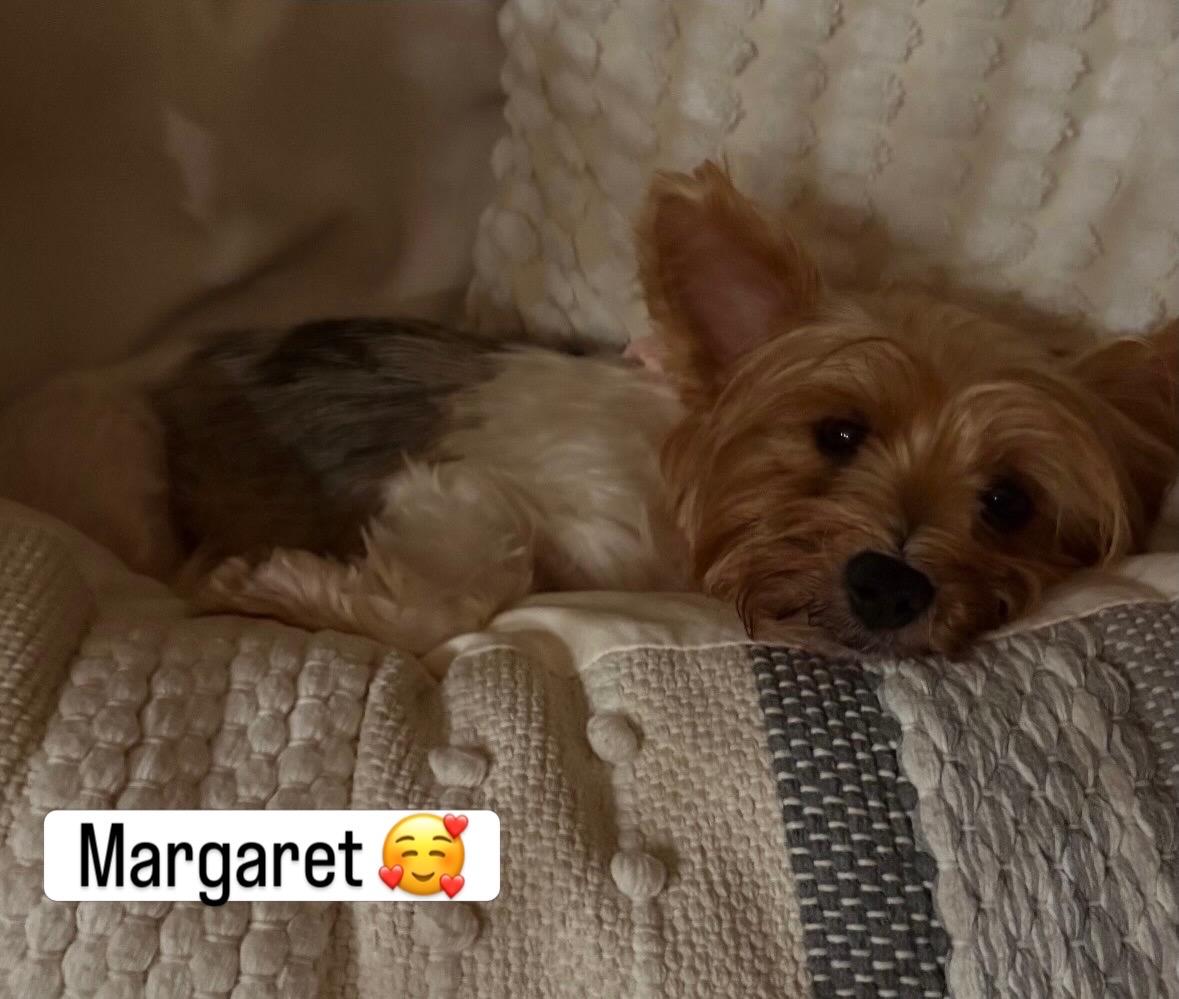 Enlarge Margaret, a Adoptable Yorkshire Terrier in Rancho Santa Fe, CA image 2/5