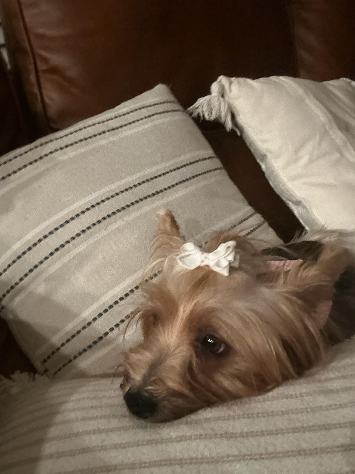 Enlarge Margaret, a Adoptable Yorkshire Terrier in Rancho Santa Fe, CA image 3/5