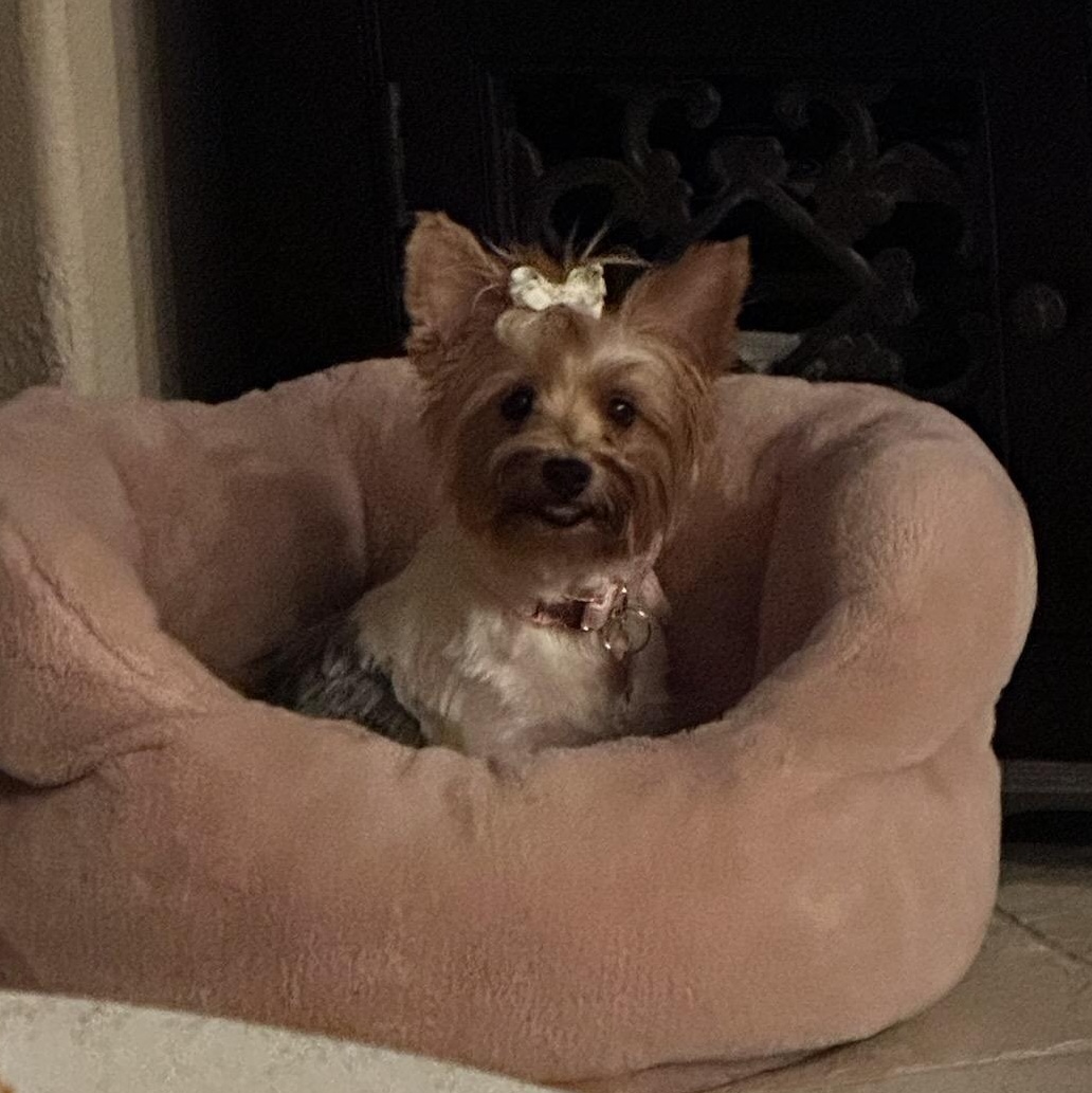 Enlarge Margaret, a Adoptable Yorkshire Terrier in Rancho Santa Fe, CA image 4/5