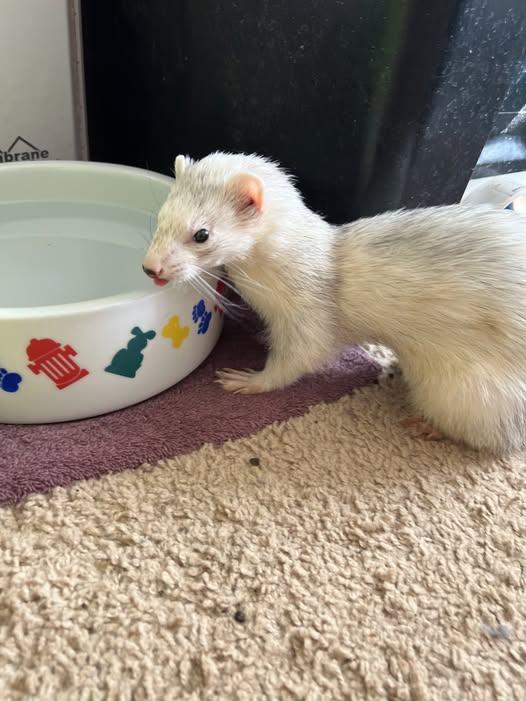 Pepper, Adoptable, Senior Female Ferret.