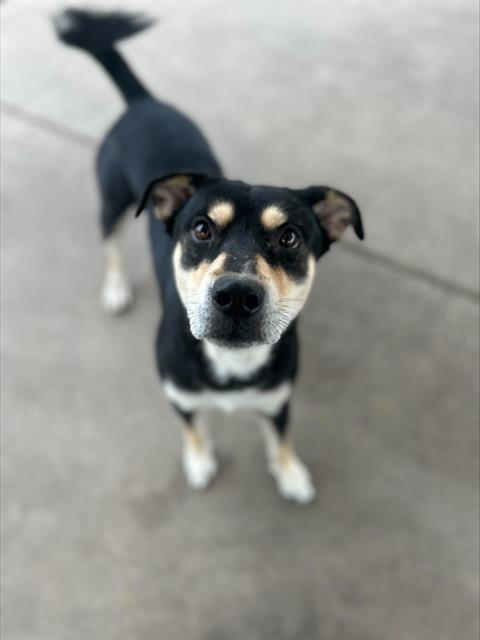 MILO, Adoptable, Adult Male Rottweiler & Mixed Breed.