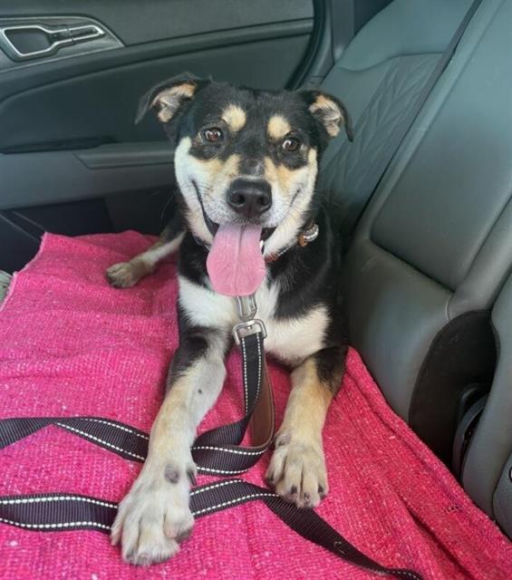 MILO, Adoptable, Adult Male Rottweiler & Mixed Breed.