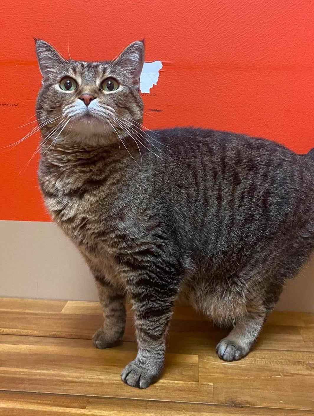 Charlotte, Adopted, Adult Female Domestic Short Hair.