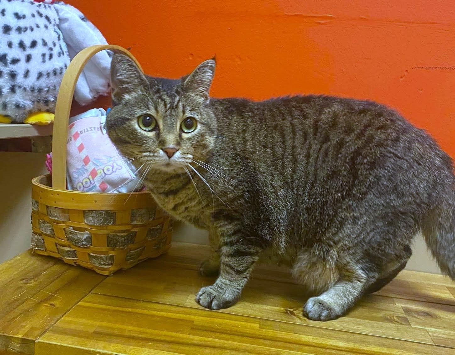 Enlarge Charlotte, a Adopted mixed breed in Maryville, MO image 2/2