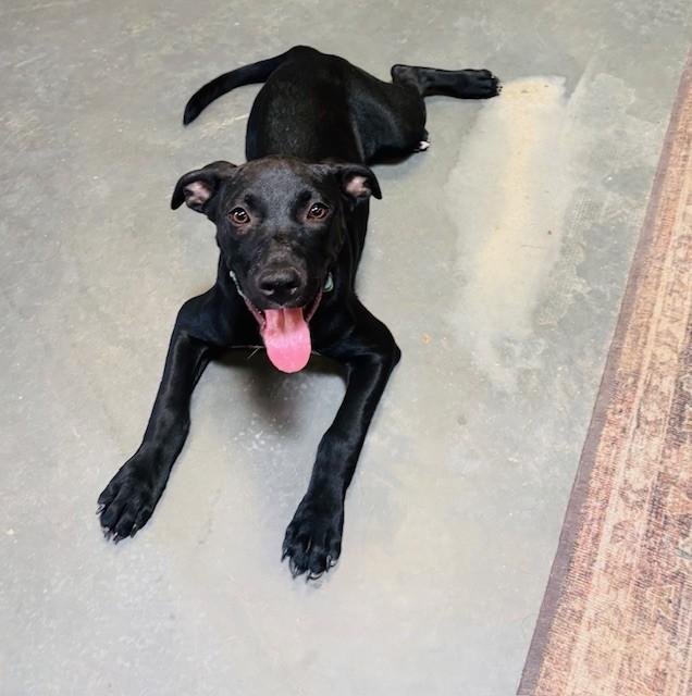 Enlarge Elijah, a Adoptable mixed breed in Gilbert, AZ image 5/6