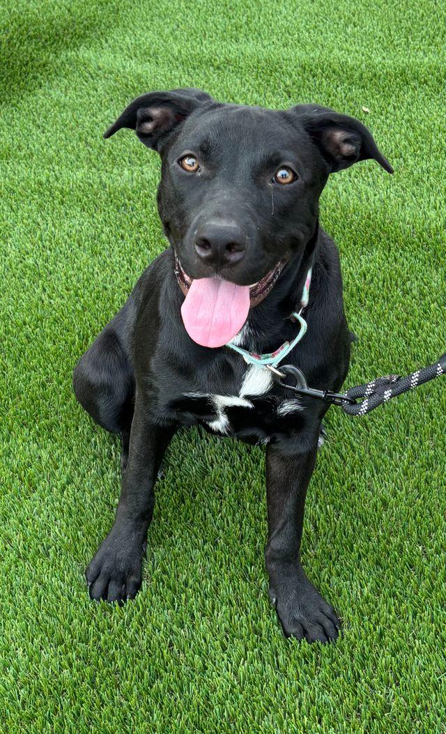 Enlarge Elijah, a Adoptable mixed breed in Gilbert, AZ image 1/6