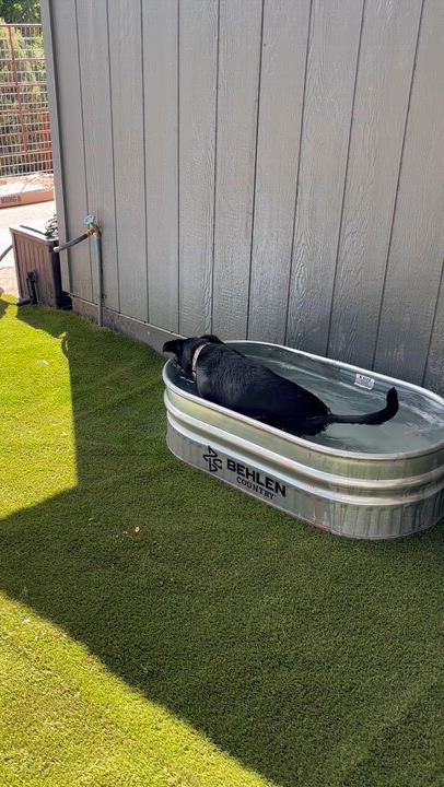 Enlarge Elijah, a Adoptable mixed breed in Gilbert, AZ video 4/6