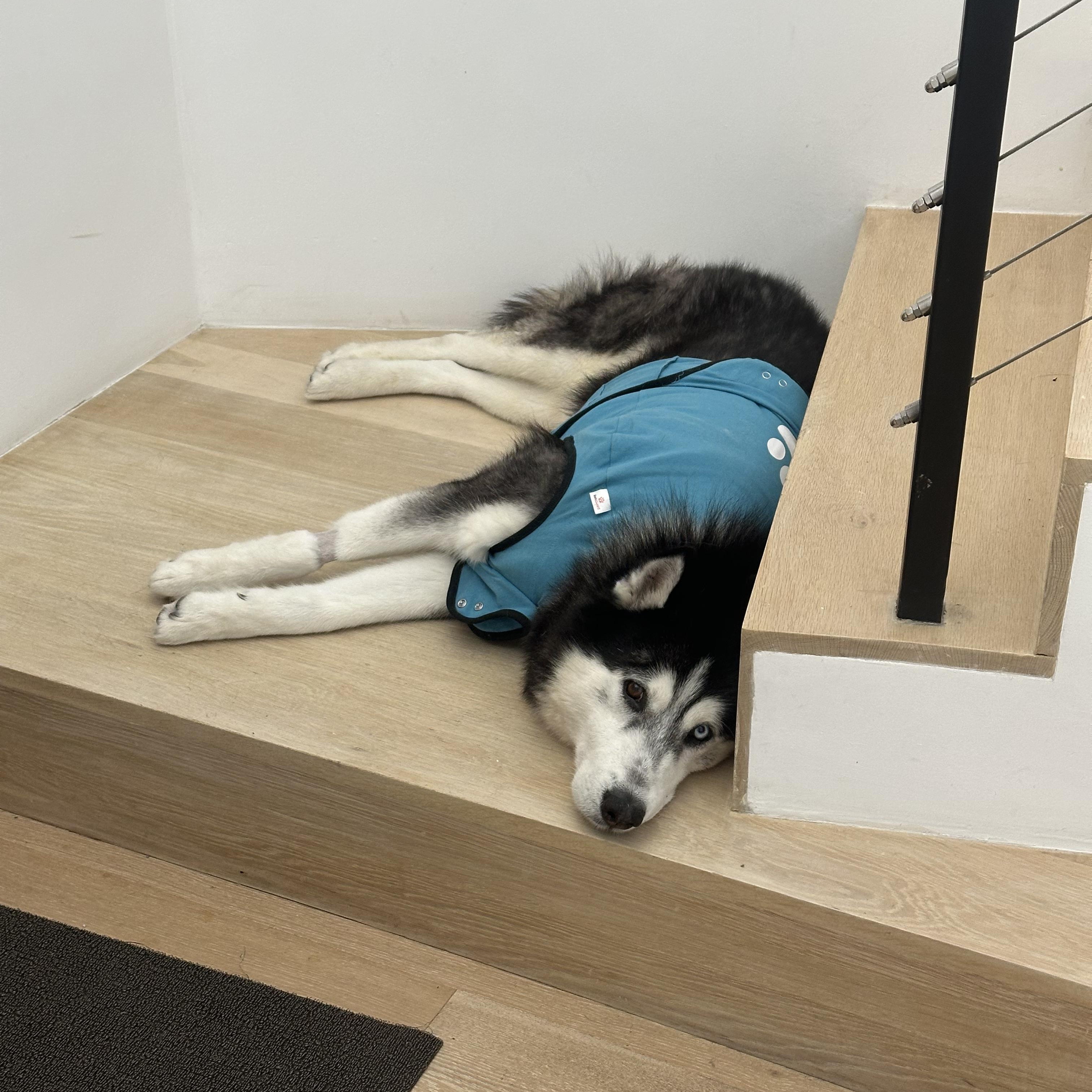 Enlarge Titan, a Adoptable mixed breed in Tarzana, CA image 5/6