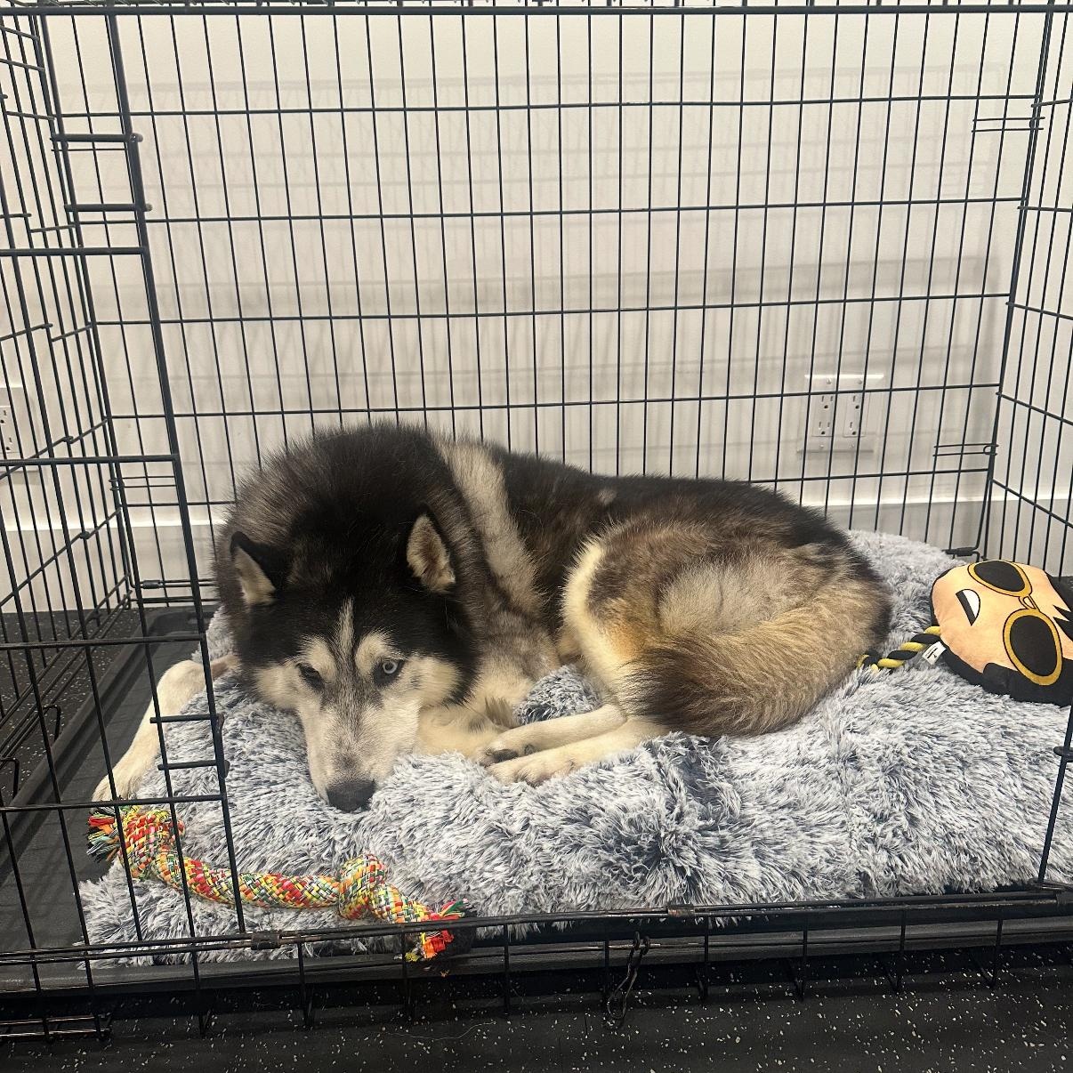 Enlarge Titan, a Adoptable mixed breed in Tarzana, CA image 4/6