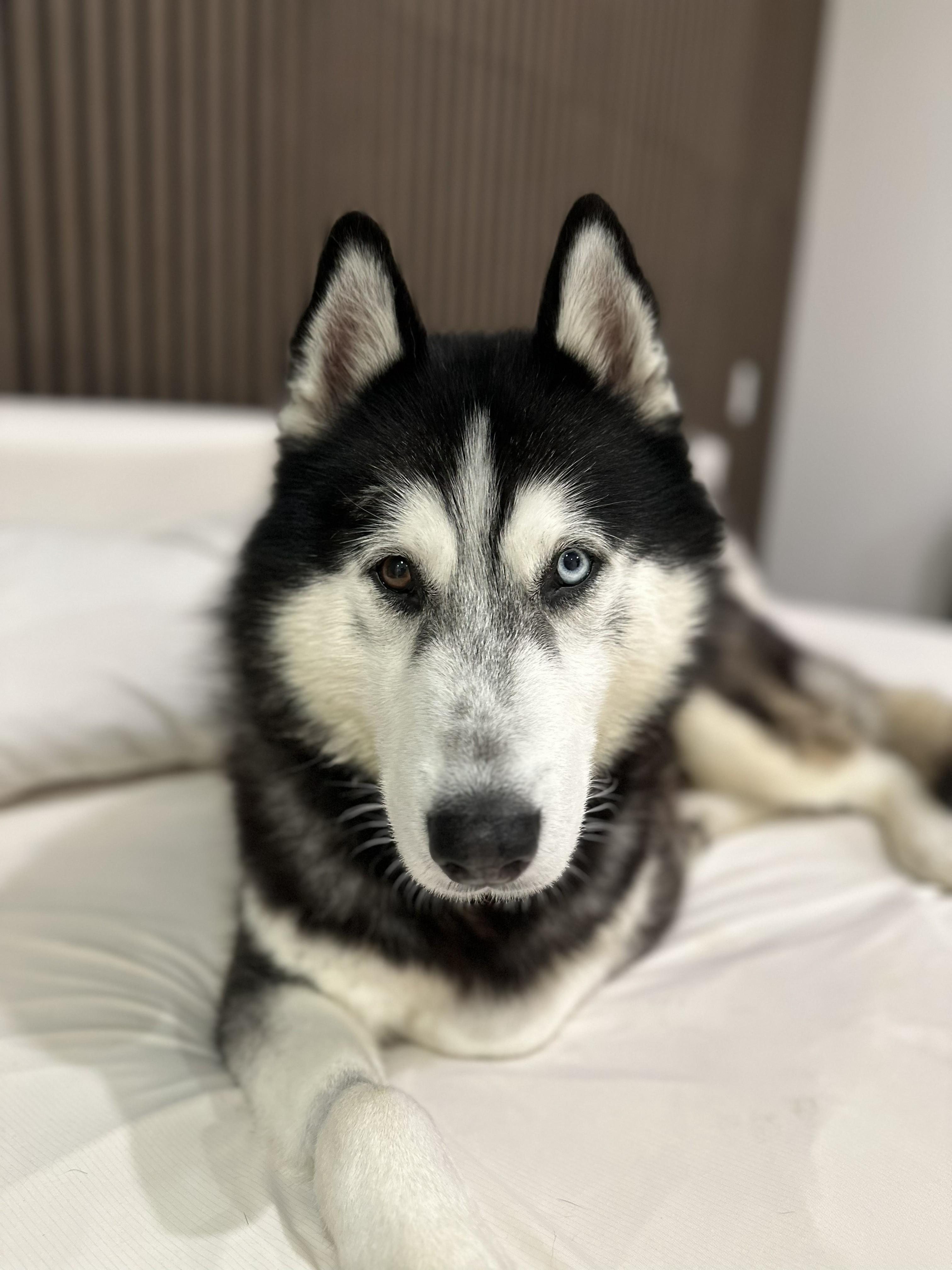 Titan, Adoptable, Adult Male Husky.