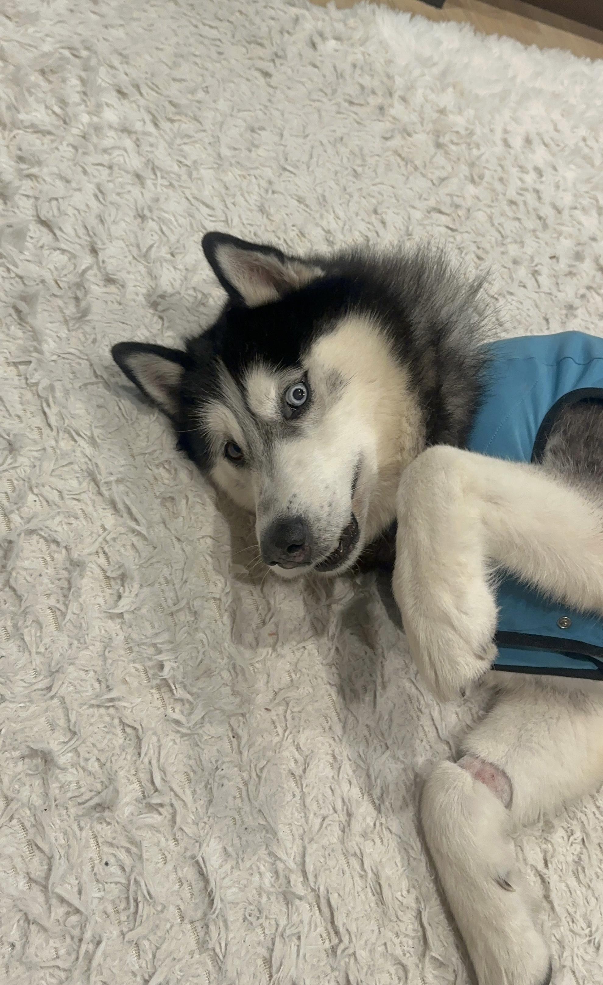 Enlarge Titan, a Adoptable mixed breed in Tarzana, CA image 3/6