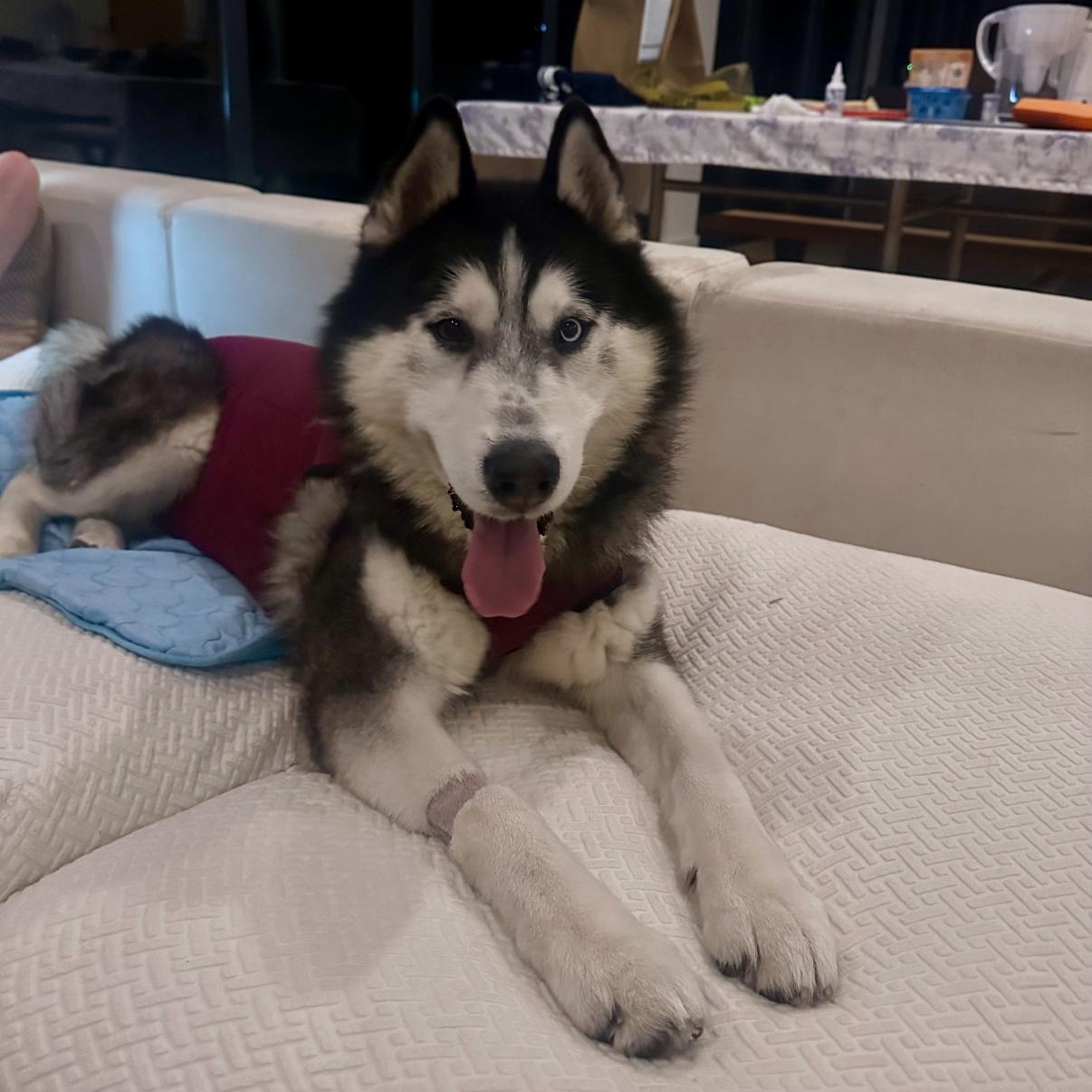 Enlarge Titan, a Adoptable mixed breed in Tarzana, CA image 2/6