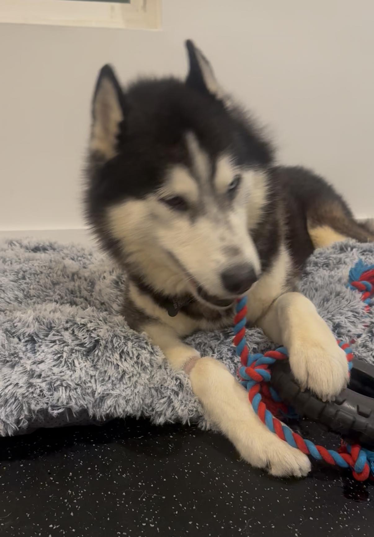 Enlarge Titan, a Adoptable mixed breed in Tarzana, CA image 6/6