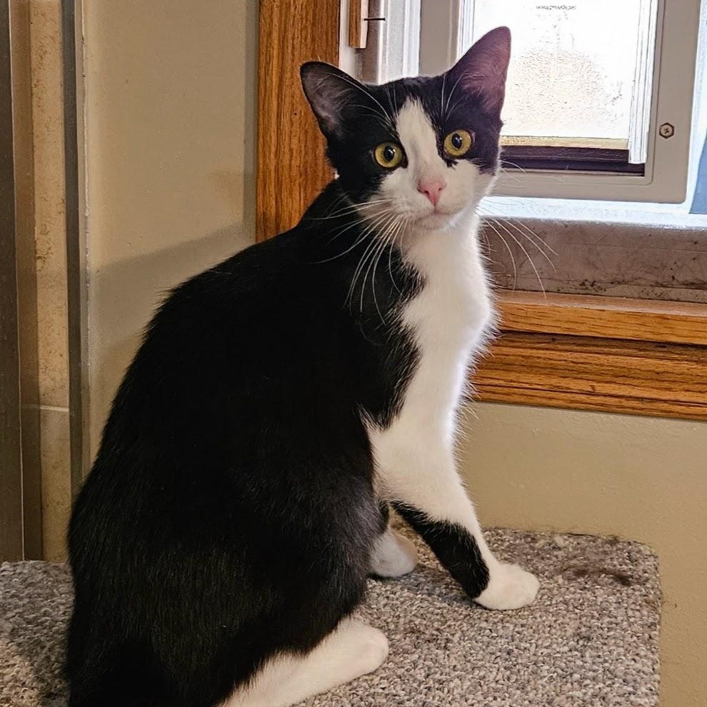 Enlarge Luigi (f) & Mario (f), a Adoptable Domestic Medium Hair in Milwaukee, WI image 3/4