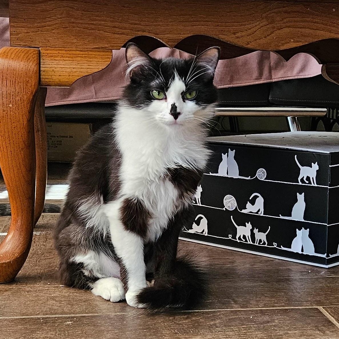 Enlarge Luigi (f) & Mario (f), a Adoptable Domestic Medium Hair in Milwaukee, WI image 2/4