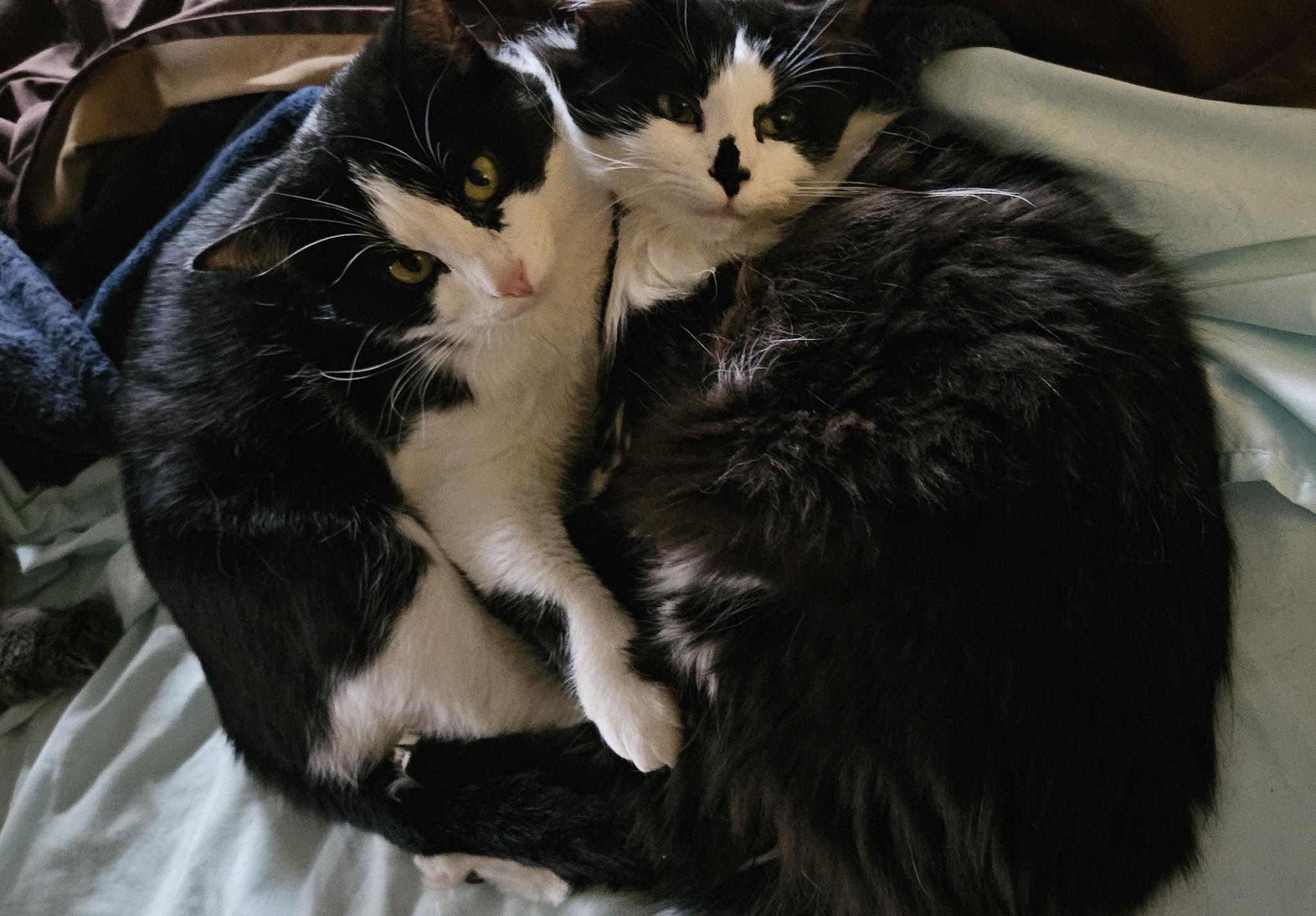 Enlarge Luigi (f) & Mario (f), a hold Domestic Medium Hair in Milwaukee, WI image 1/6