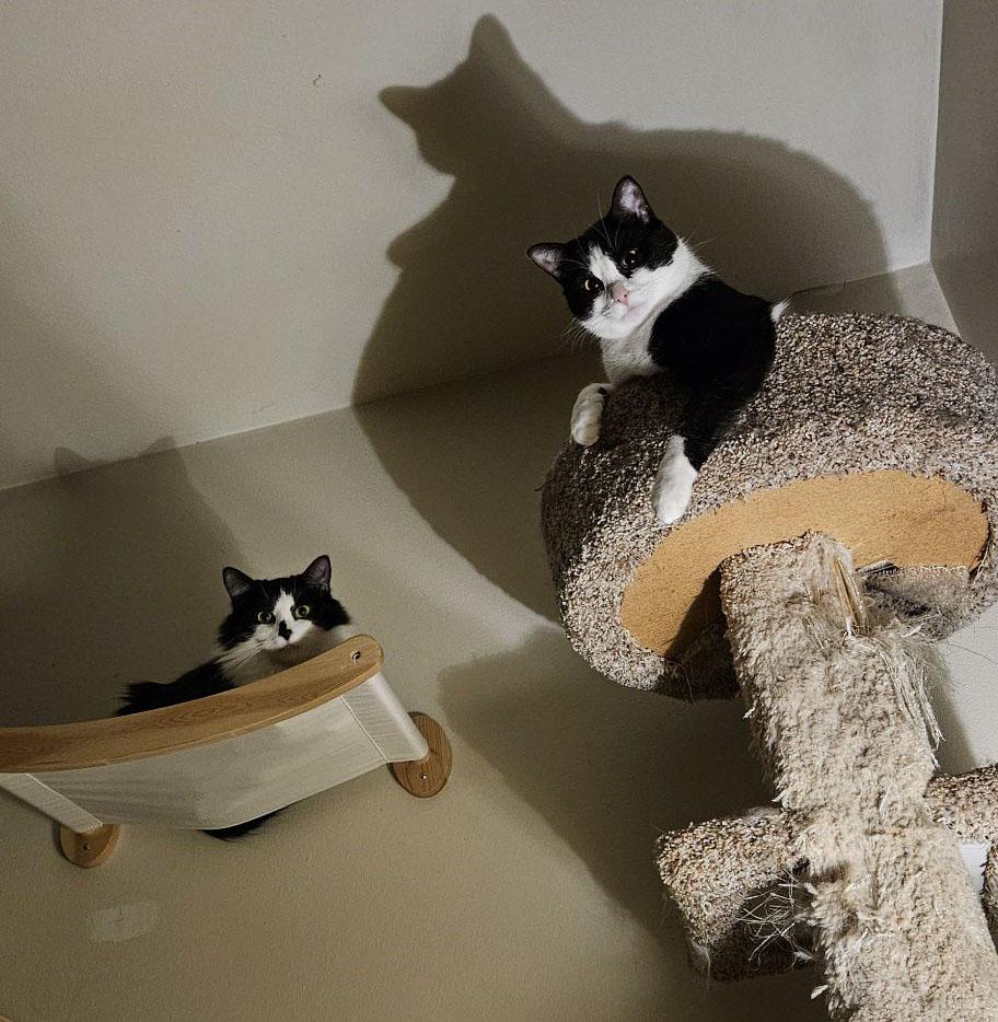 Enlarge Luigi (f) & Mario (f), a hold Domestic Medium Hair in Milwaukee, WI image 6/6