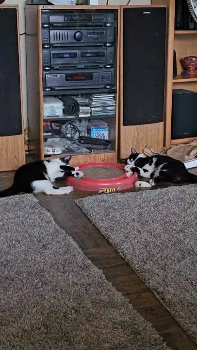 Enlarge Luigi (f) & Mario (f), a Adoptable Domestic Medium Hair in Milwaukee, WI video 4/4