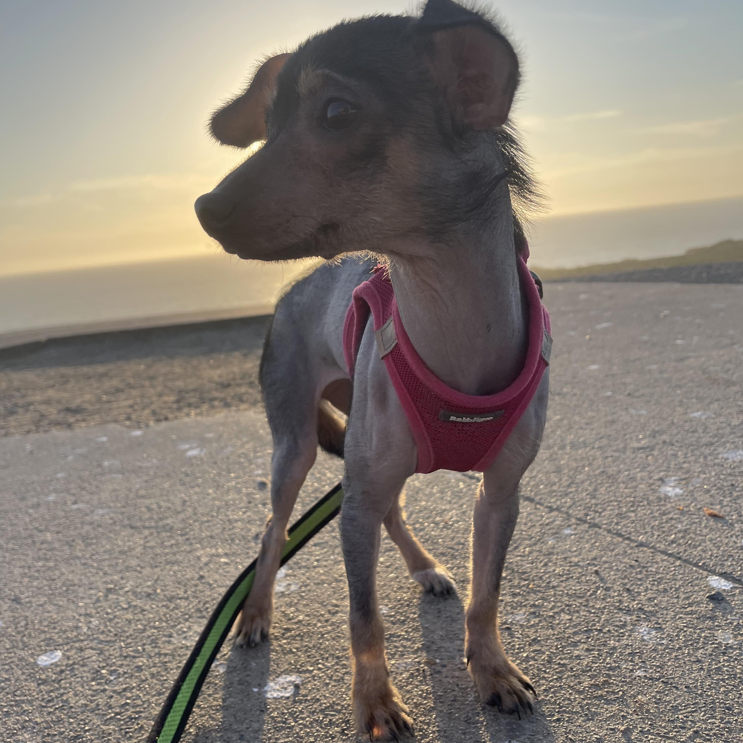 Enlarge MAYA 6 months 11 pounds, a Adoptable Xoloitzcuintli / Mexican Hairless in Aliso Viejo, CA image 5/5