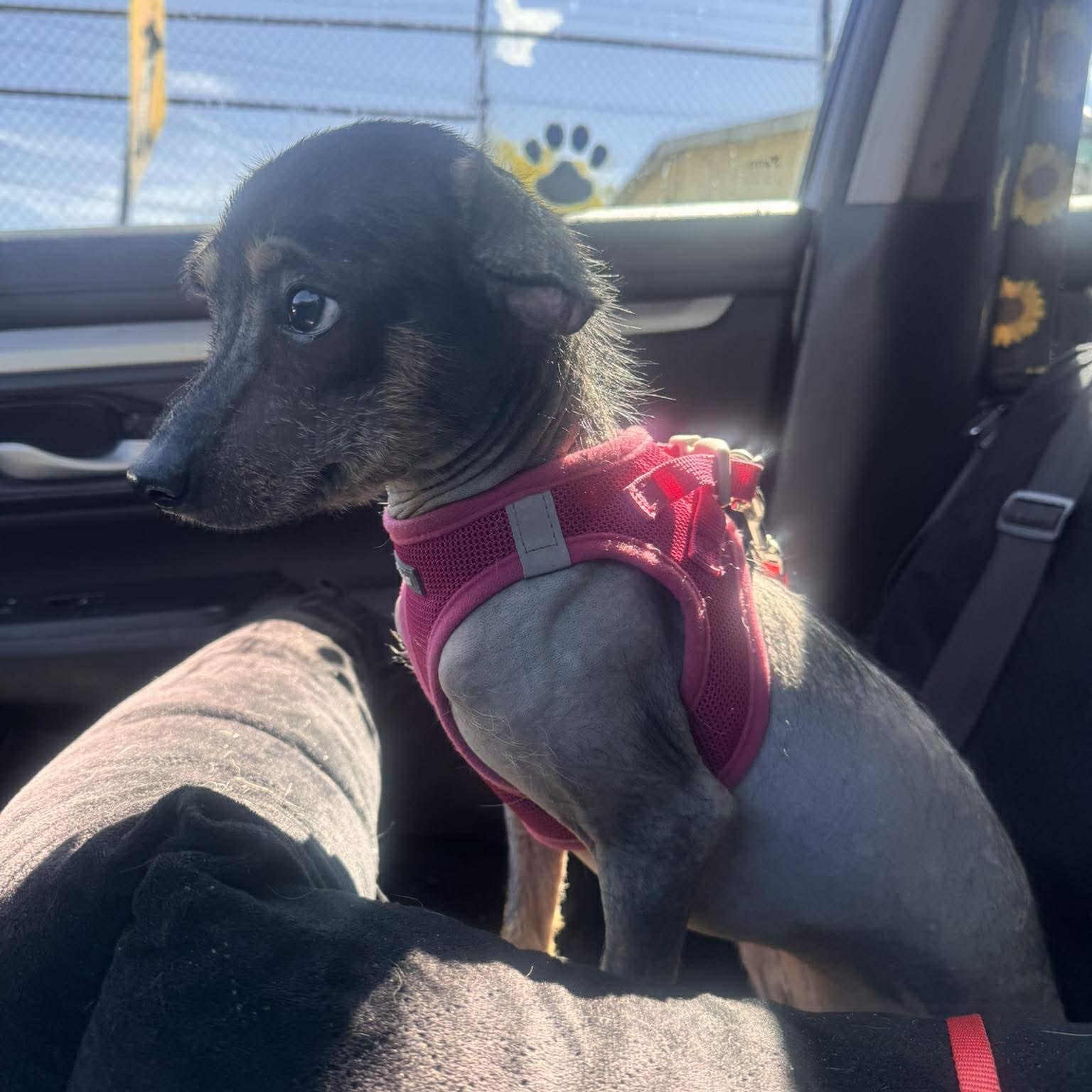 Enlarge MAYA 6 months 11 pounds, a Adoptable Xoloitzcuintli / Mexican Hairless in Aliso Viejo, CA image 3/5