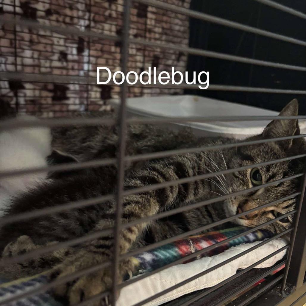 Doodle Bug, a Adoptable Domestic Short Hair in Hinesville, GA image 1/2