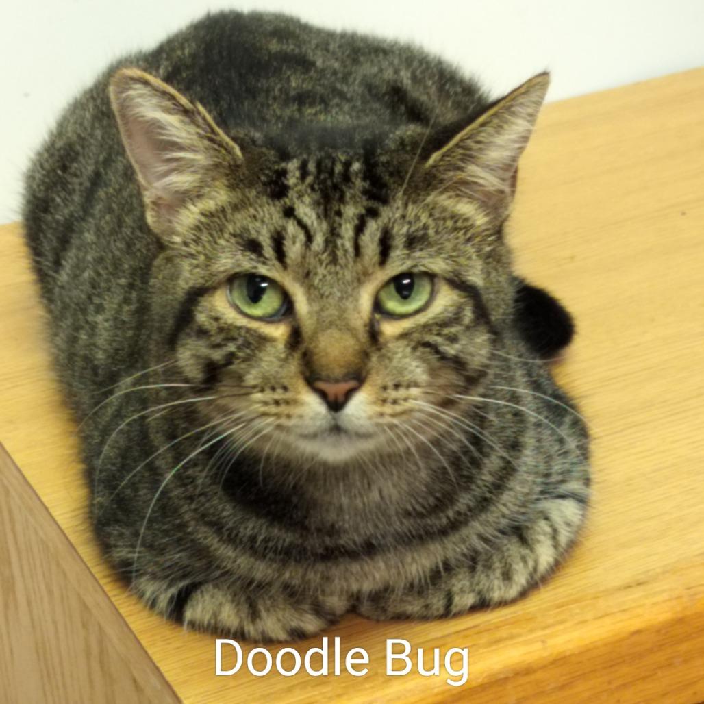 Doodle Bug, a Adoptable Domestic Short Hair in Hinesville, GA image 2/2
