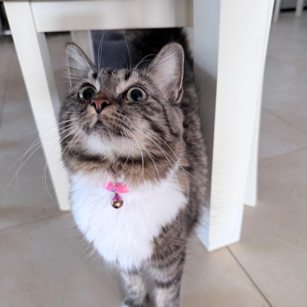 Enlarge Wasabi, an adopted Domestic Long Hair in Hollywood, FL image 2/4