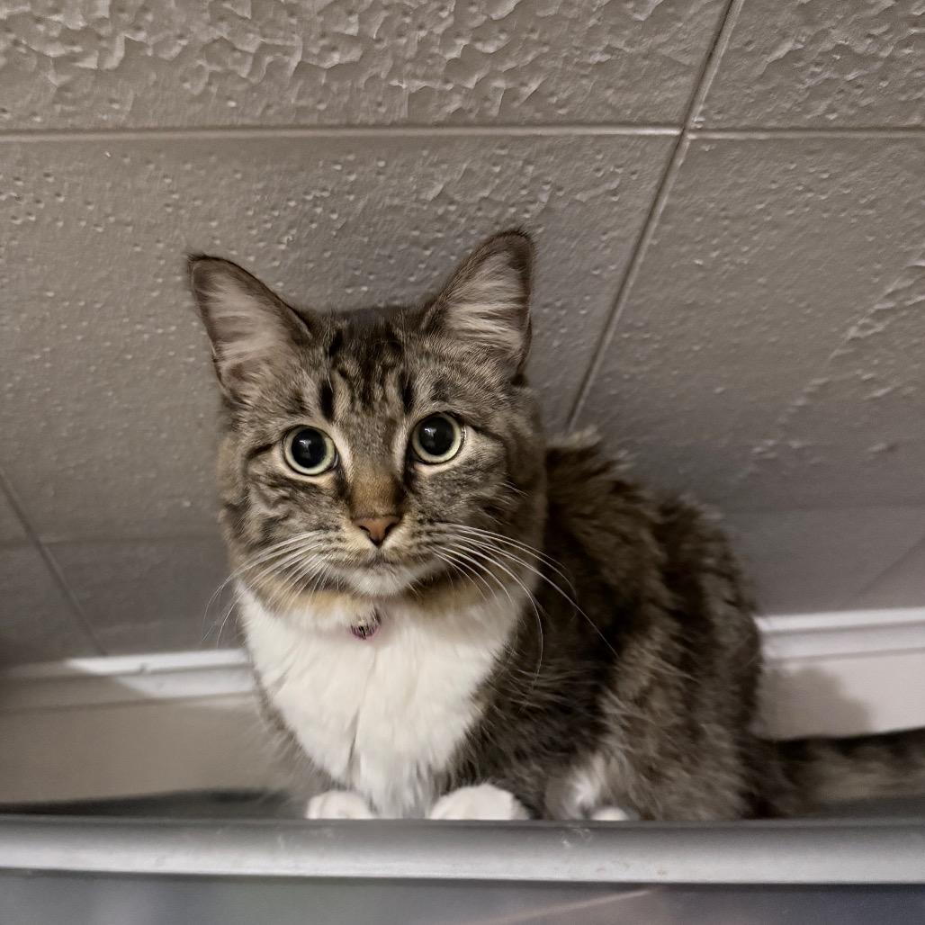Enlarge Wasabi, an adopted Domestic Long Hair in Hollywood, FL image 3/4