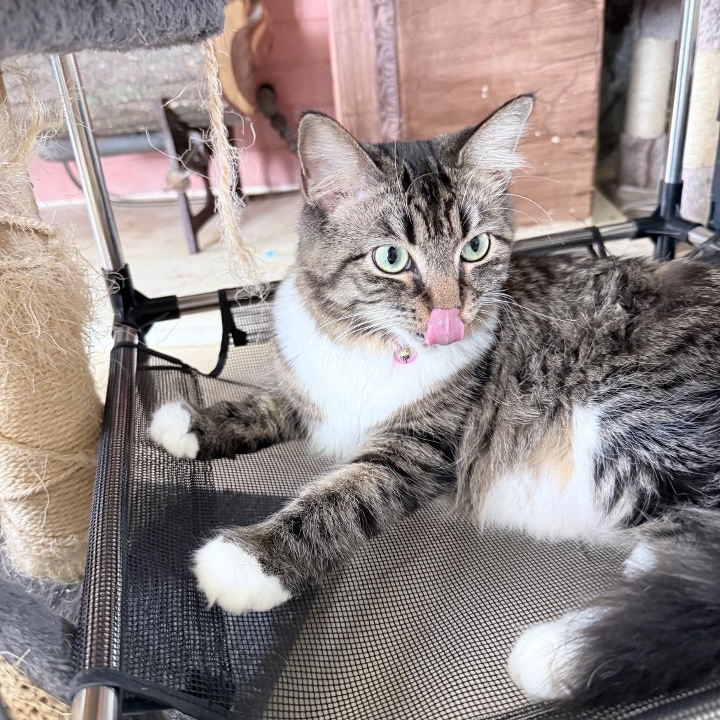 Enlarge Wasabi, an adopted Domestic Long Hair in Hollywood, FL image 4/4
