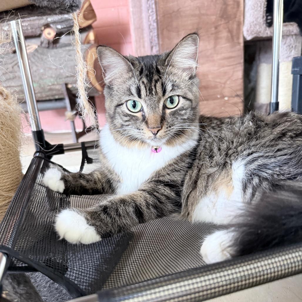 Enlarge Wasabi, an adopted Domestic Long Hair in Hollywood, FL image 1/4