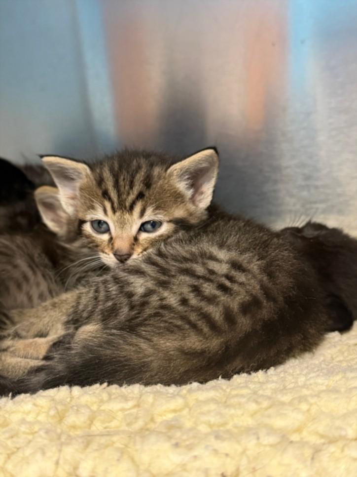 HAPPY, Adoptable, Kitten Female Domestic Short Hair.