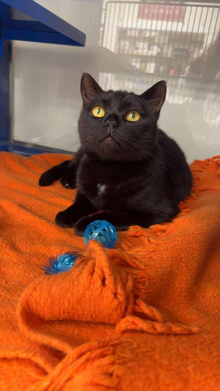 Wednesday, an adoptable Domestic Short Hair in Cherryfield, ME, 04622 | Photo Image 1