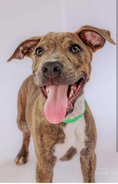 Enlarge Dorado, a Adoptable Pit Bull Terrier in Blue Earth, MN image 1/1