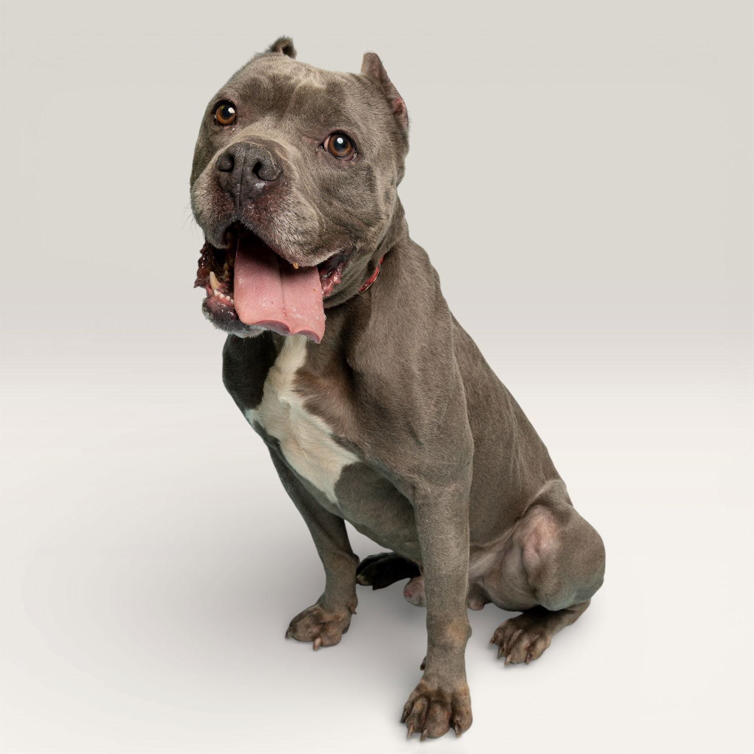 Enlarge Mr. Bubbles, a Adoptable Cane Corso in Richardson, TX image 1/1