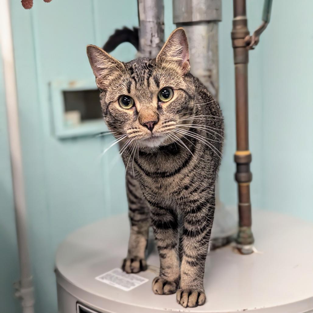 Scone, Adoptable, Young Male Domestic Short Hair.