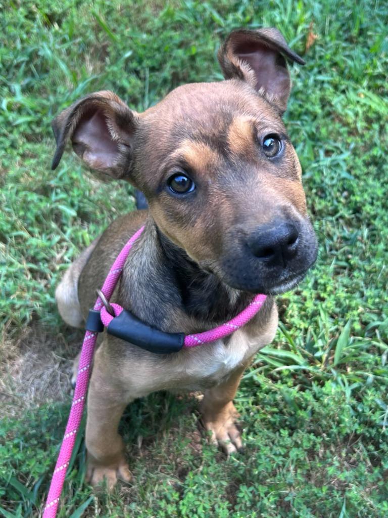 Enlarge Gamora, a Adoptable mixed breed in Madison, GA image 1/1