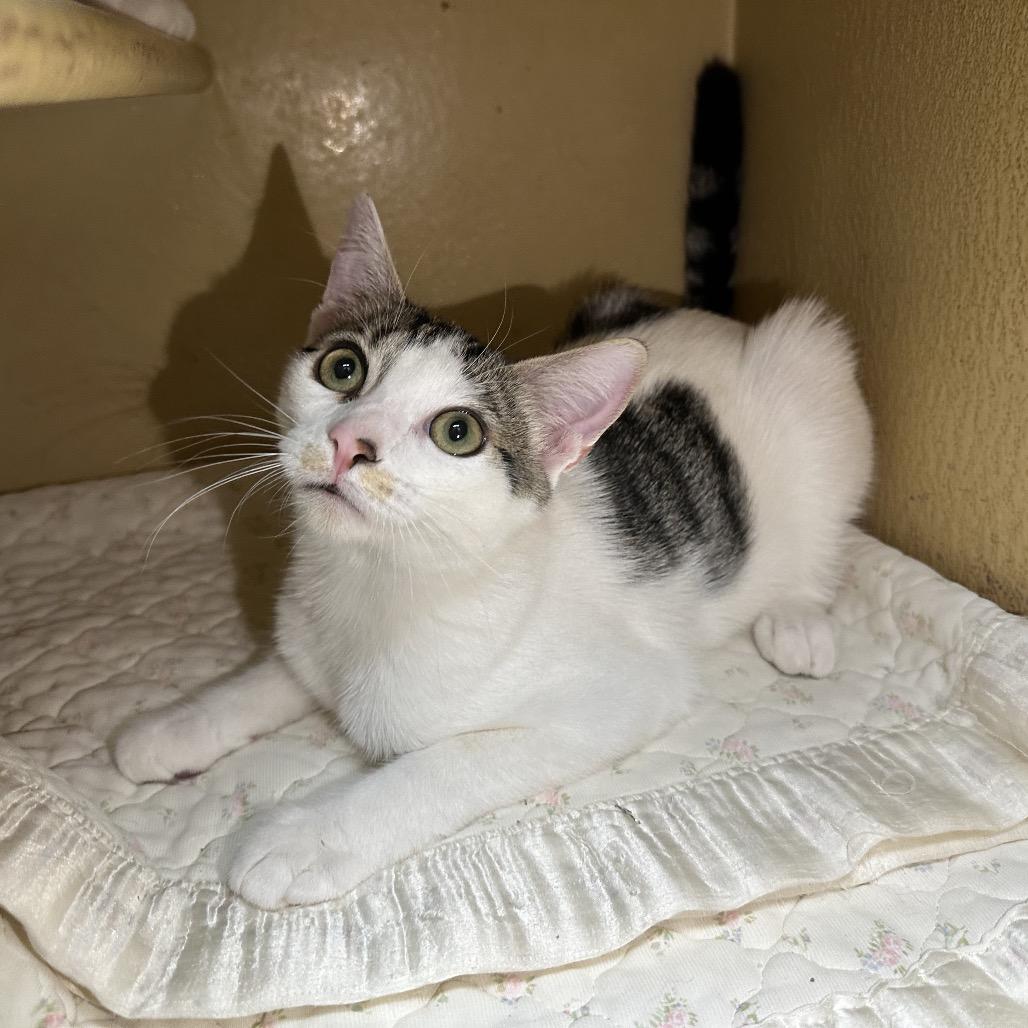 Flash, Adoptable, Kitten Male Domestic Short Hair.