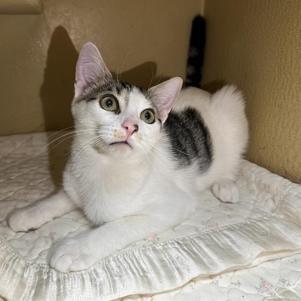 Enlarge Flash, a Adoptable Domestic Short Hair in Spokane, WA image 2/6