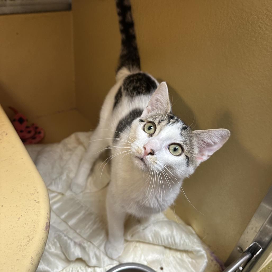 Enlarge Flash, a Adoptable Domestic Short Hair in Spokane, WA image 3/6