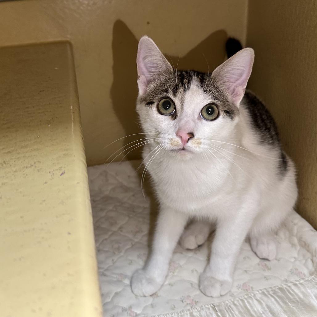 Enlarge Flash, a Adoptable Domestic Short Hair in Spokane, WA image 4/6