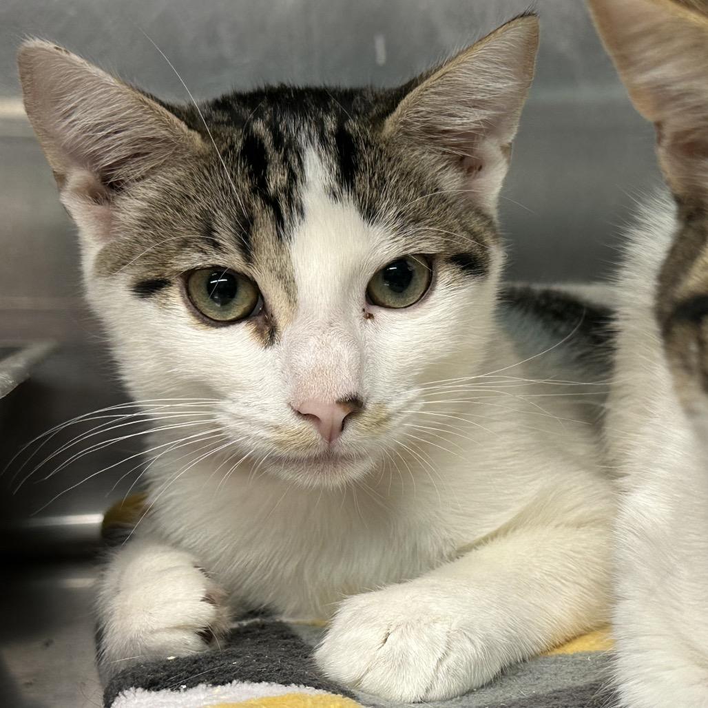 Enlarge Flash, a Adoptable Domestic Short Hair in Spokane, WA image 5/6
