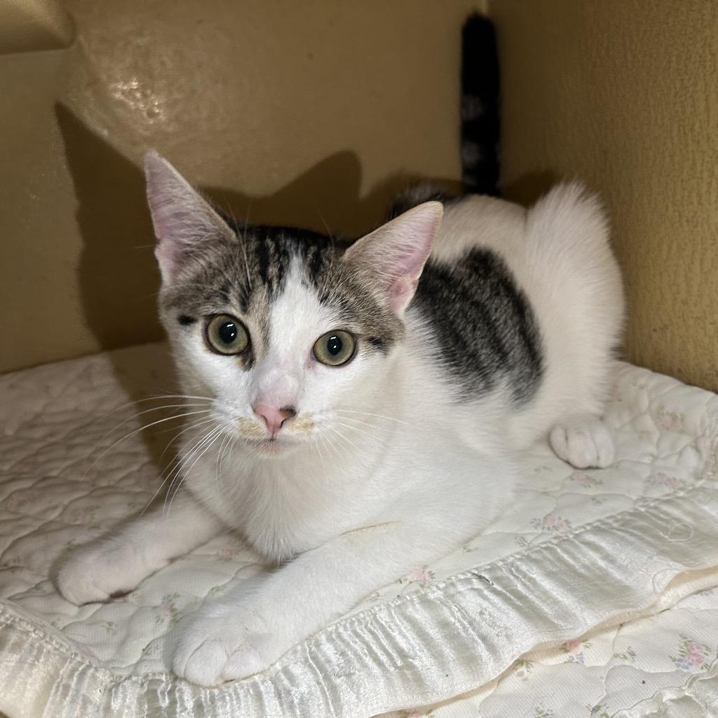 Enlarge Flash, a Adoptable Domestic Short Hair in Spokane, WA image 6/6