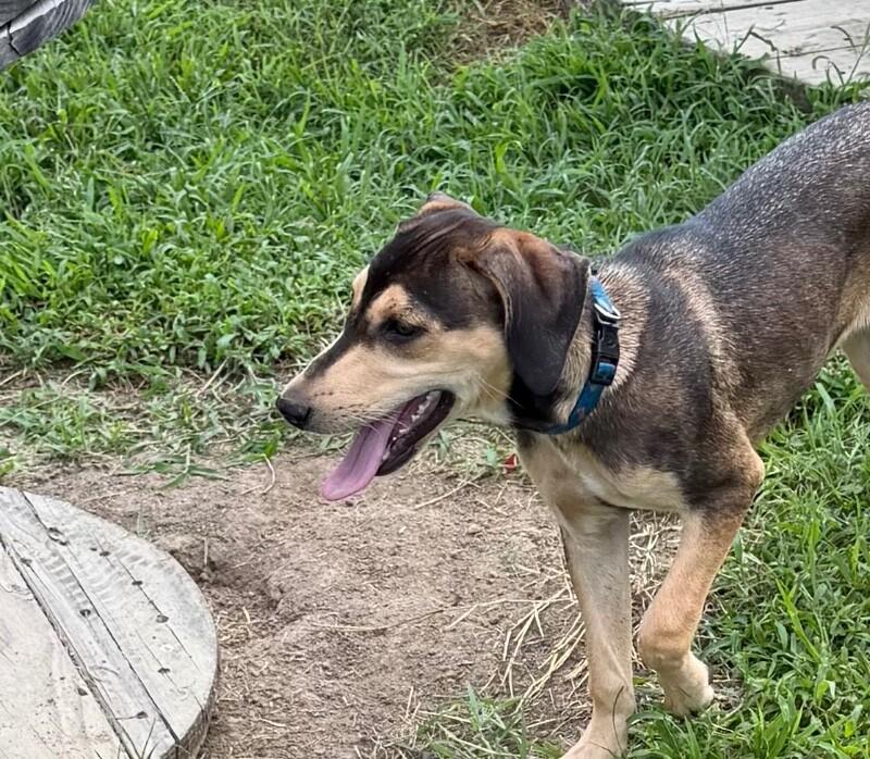Enlarge Nova, a Adoptable mixed breed in Partlow, VA image 1/2