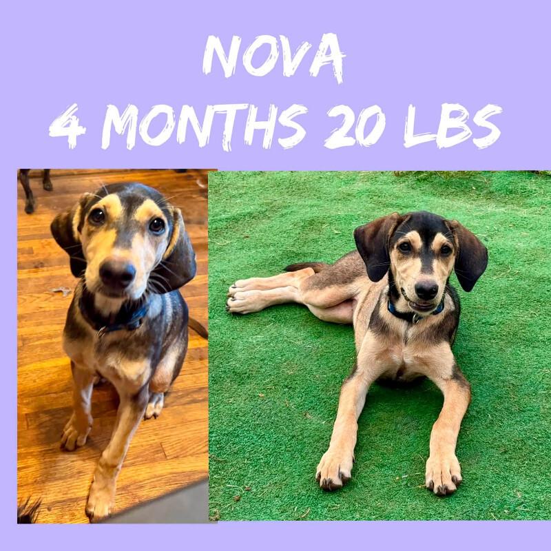 Enlarge Nova, a Adoptable mixed breed in Partlow, VA image 2/2