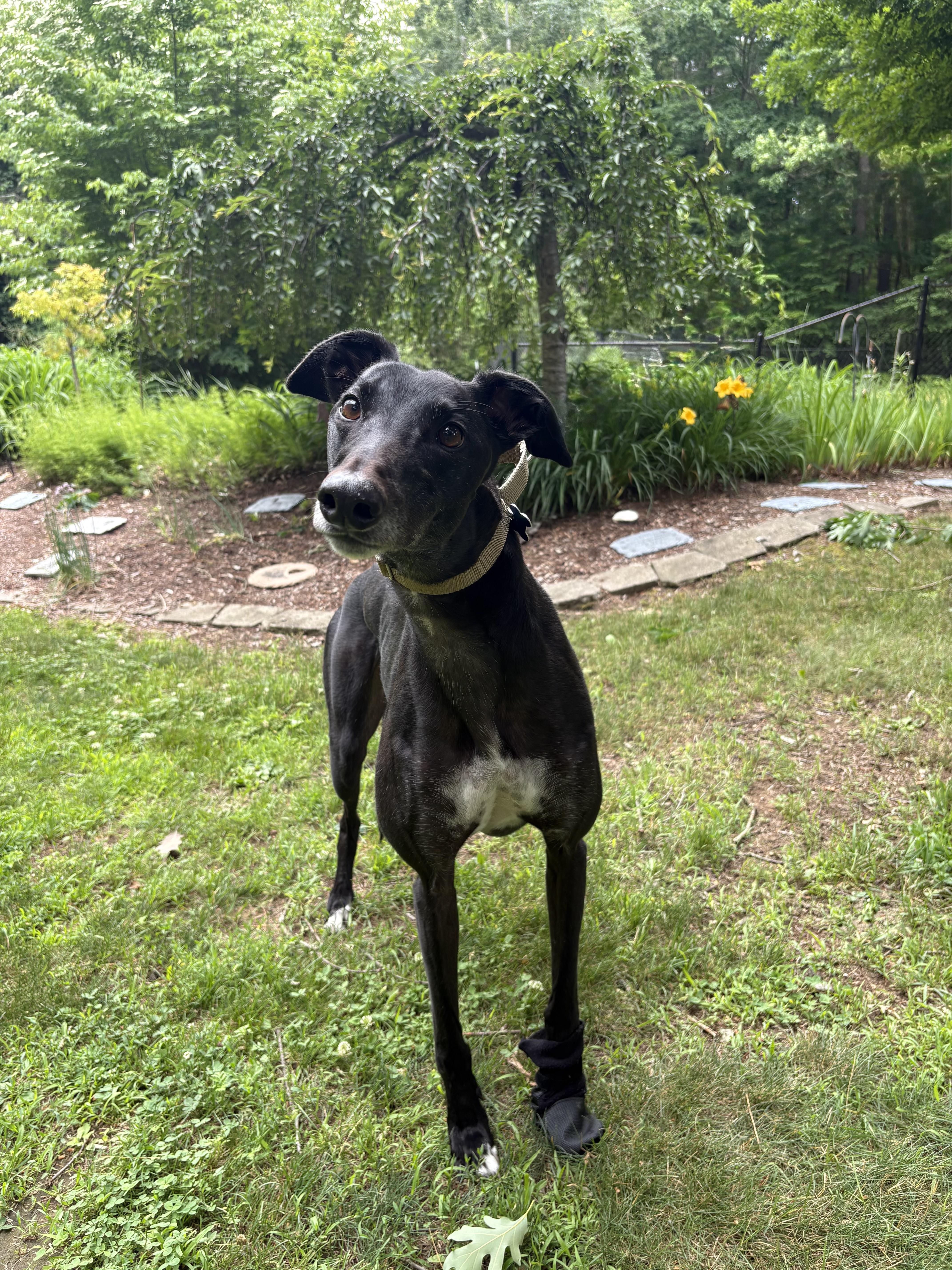 Enlarge Toby, a ADOPTABLE Greyhound in Swanzey, NH image 1/6