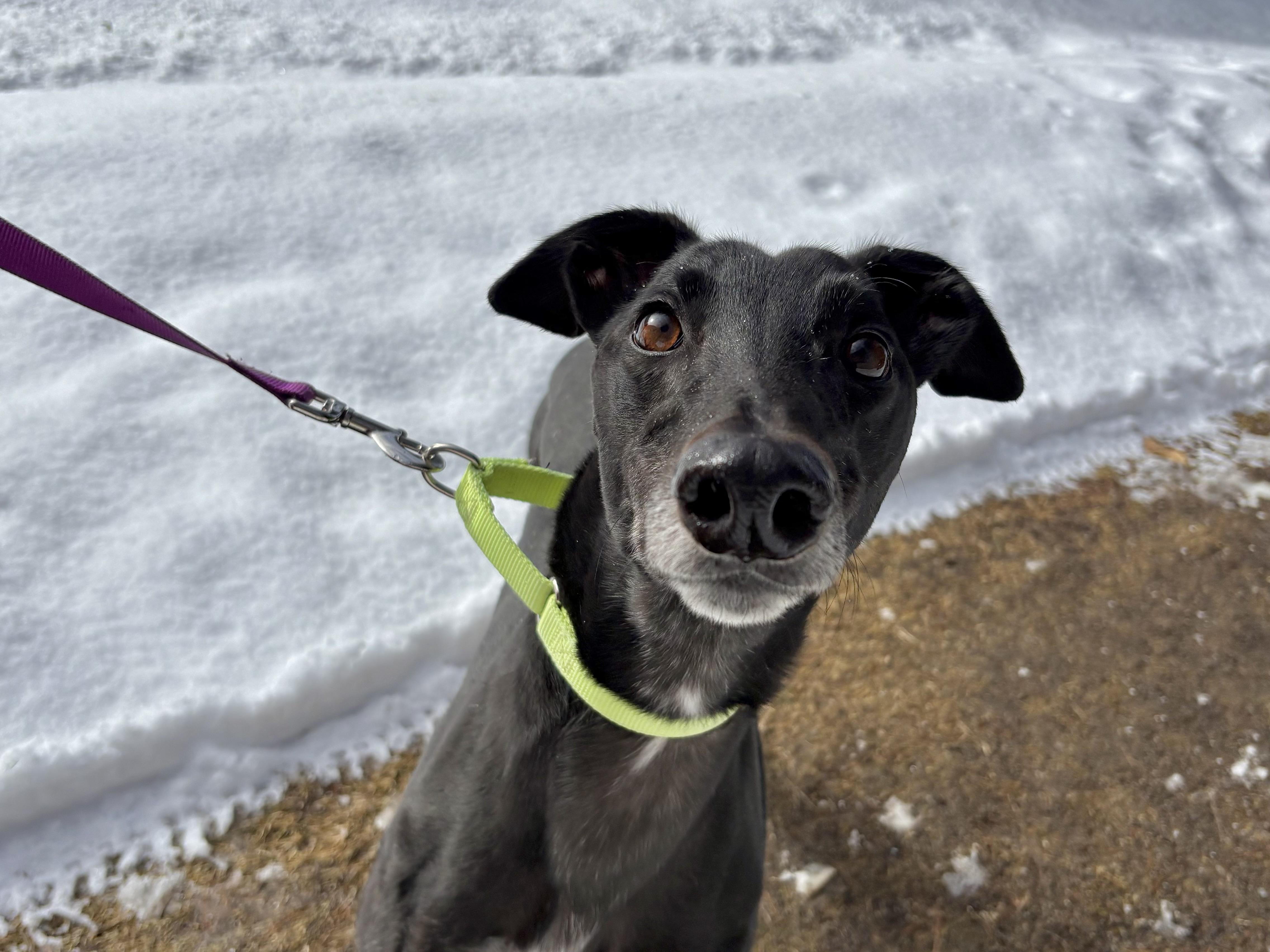 Enlarge Toby, a ADOPTABLE Greyhound in Swanzey, NH image 2/5
