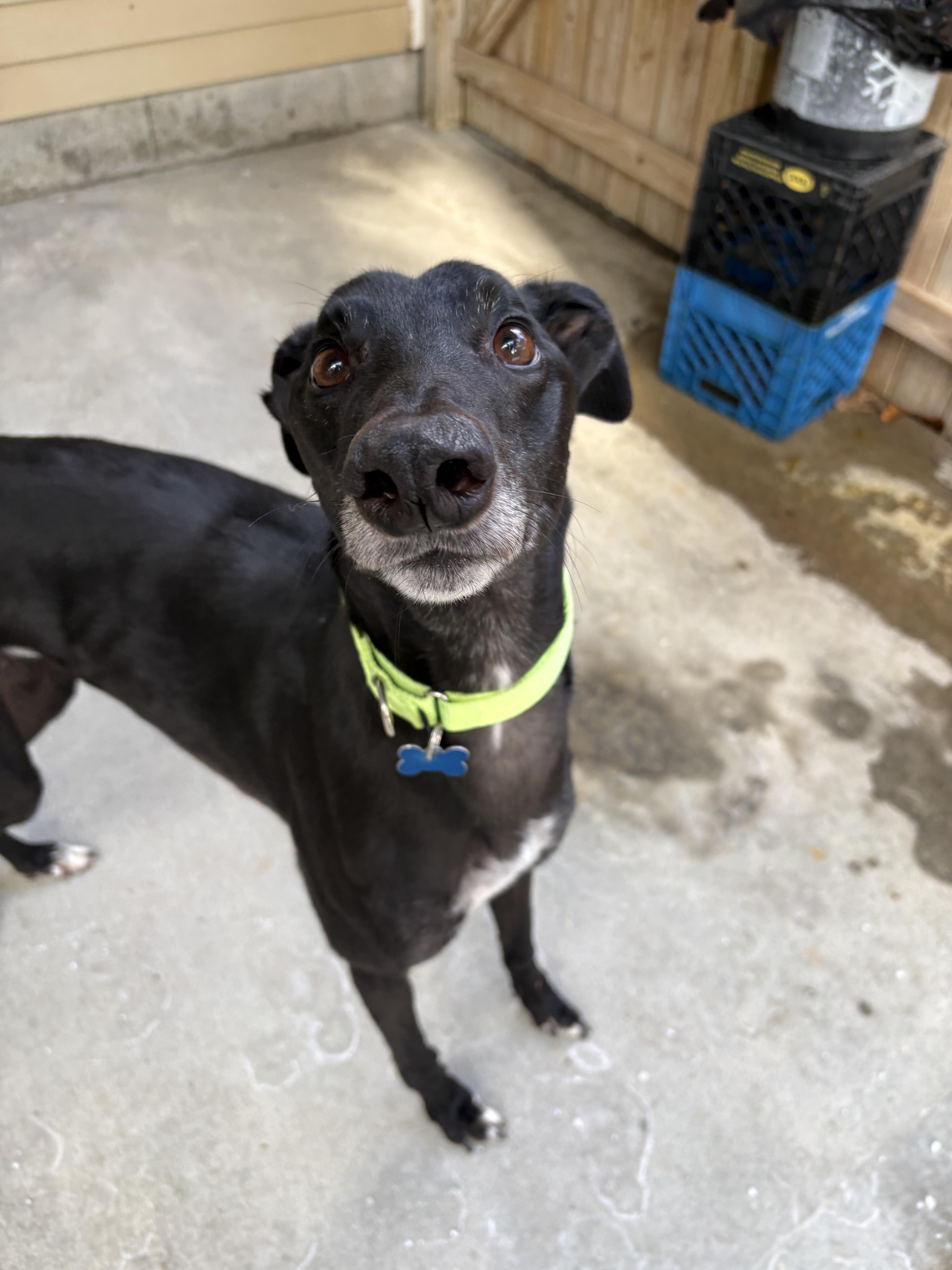Enlarge Toby, a ADOPTABLE Greyhound in Swanzey, NH image 1/3