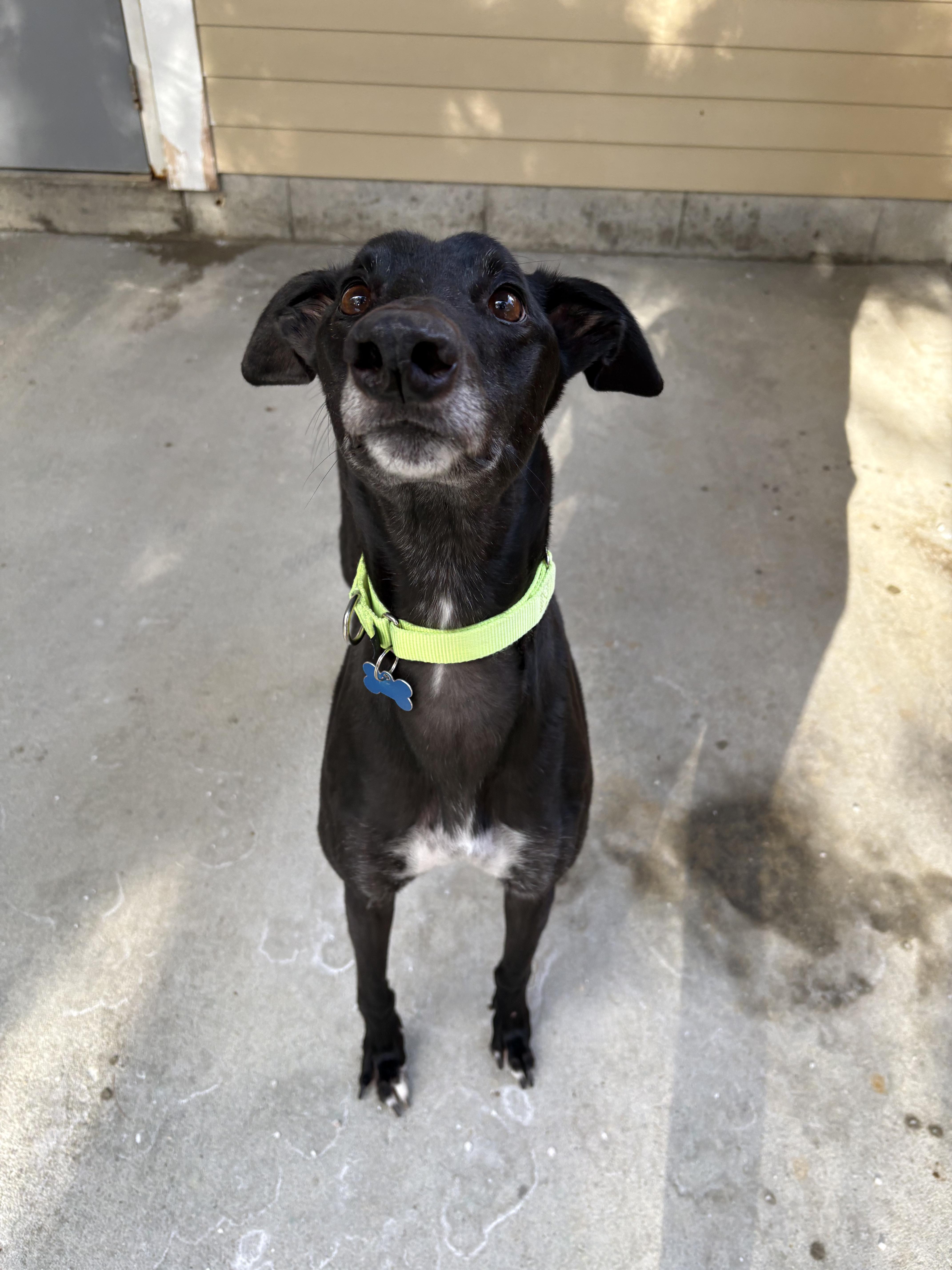Enlarge Toby, a ADOPTABLE Greyhound in Swanzey, NH image 3/3